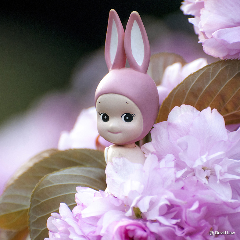 rabbit on blossoms square cas0220