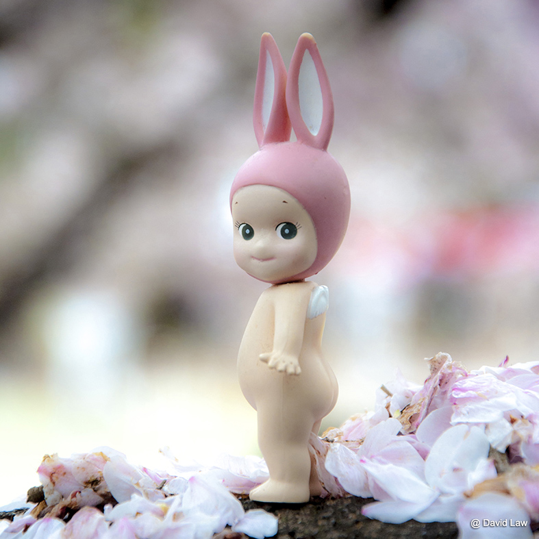 rabbit on cherry blossoms square cas0220
