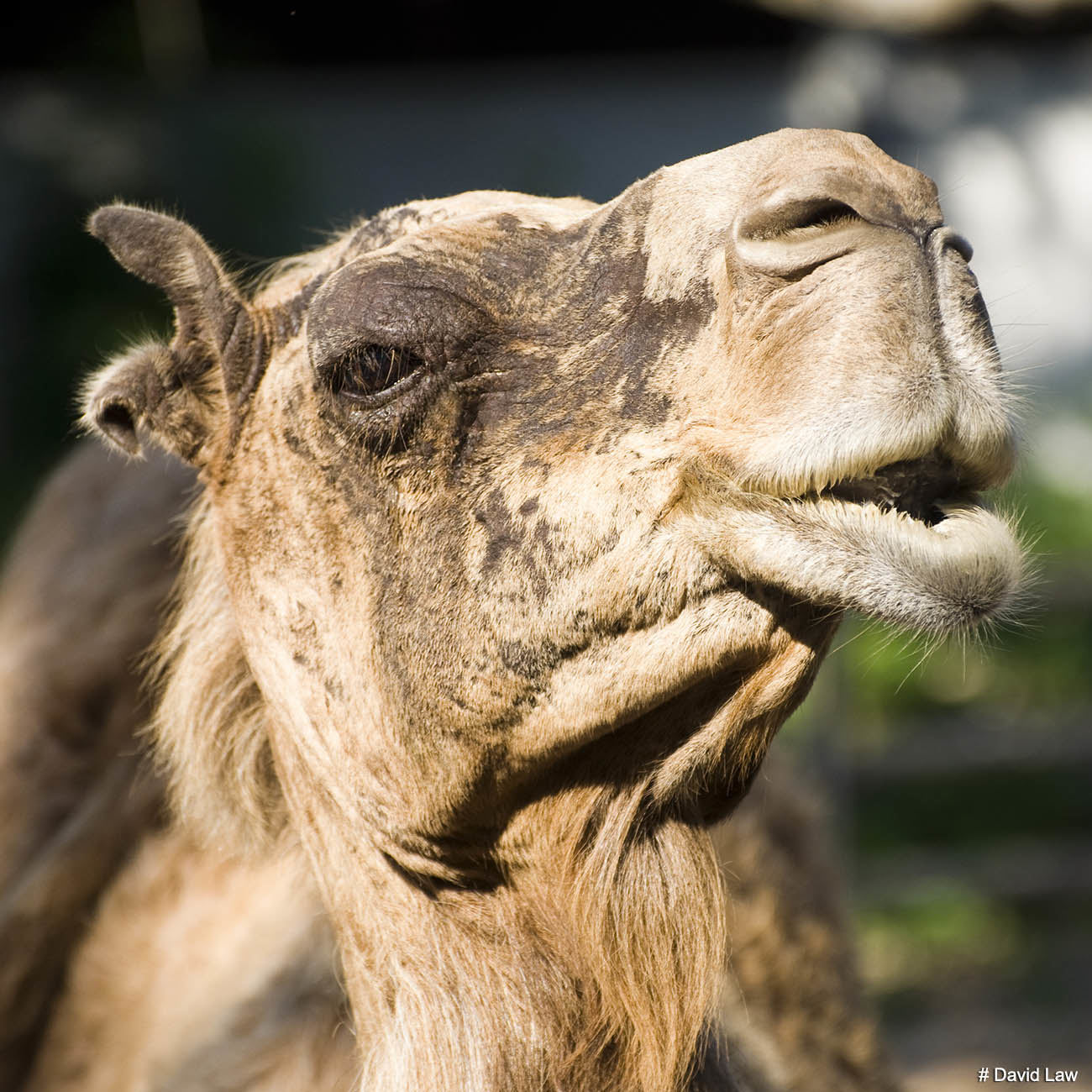 Friendly Camel Square wns s0220