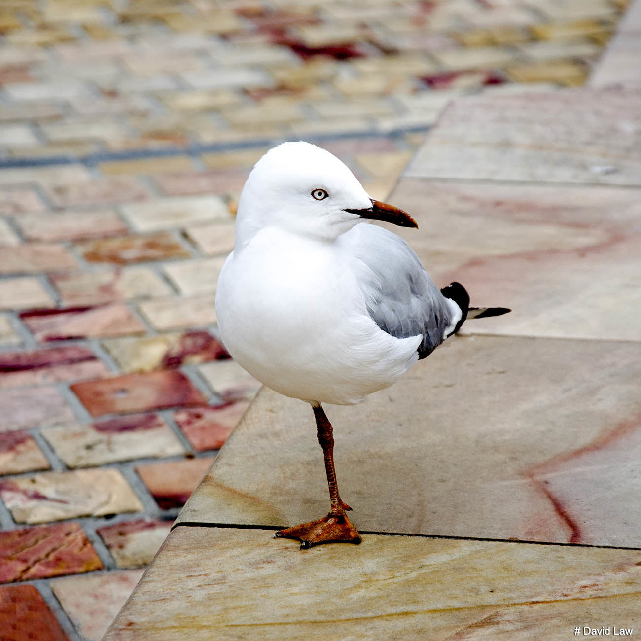 One Legged Seagull Square wns s0220