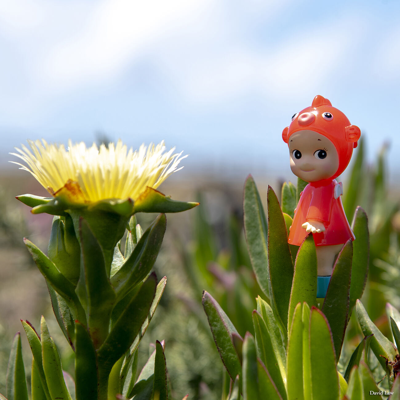 Edelweiss copie