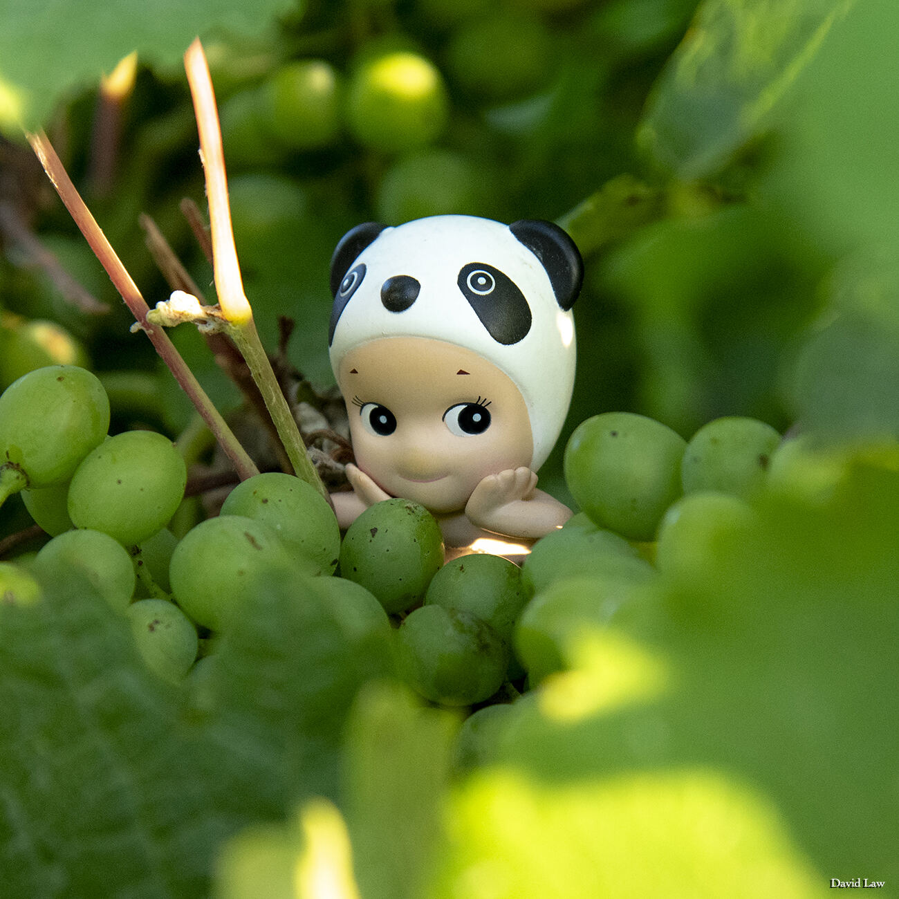 Grapes copie Square copie