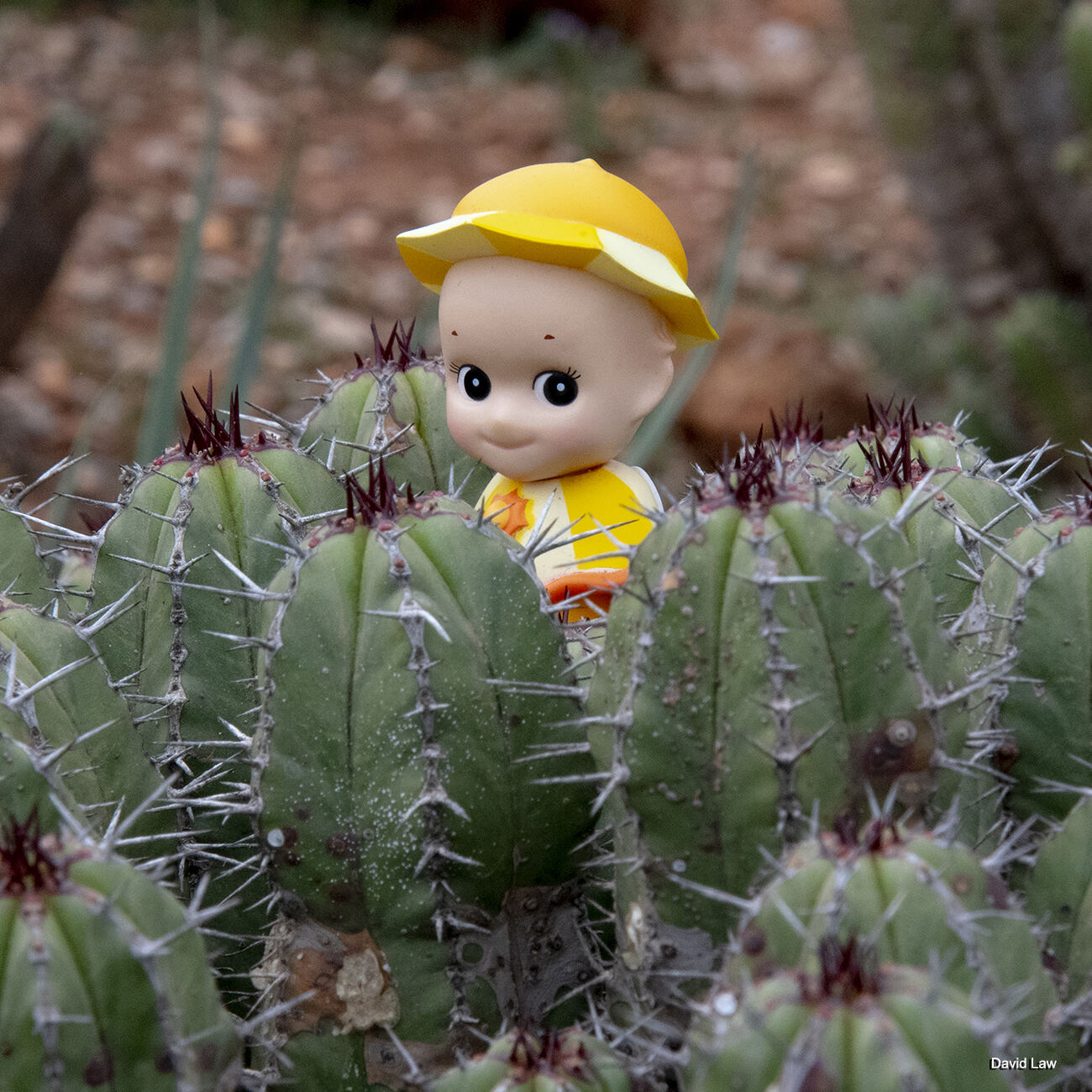 Moroccan cacti Square copie