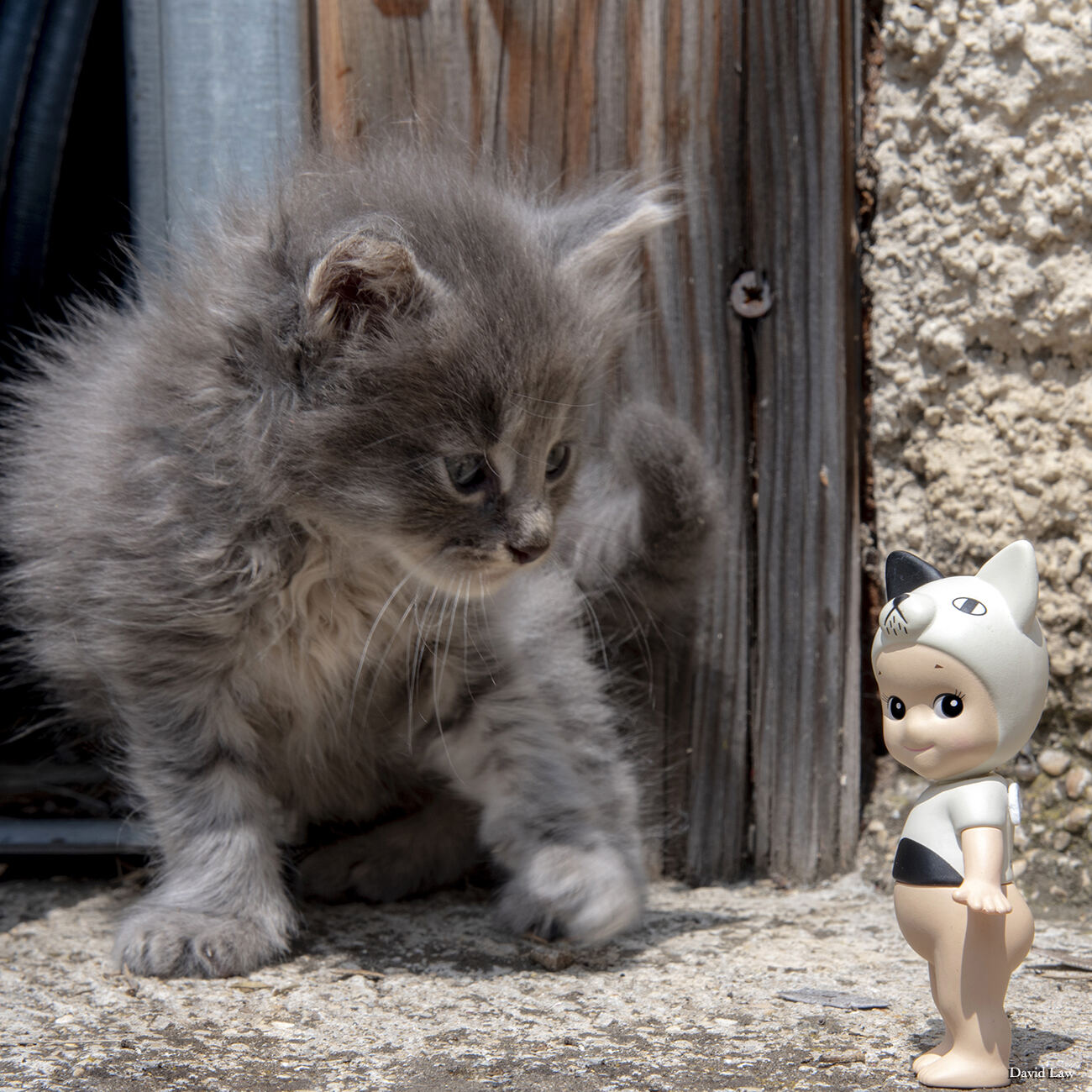 Stray Cats II Square copie