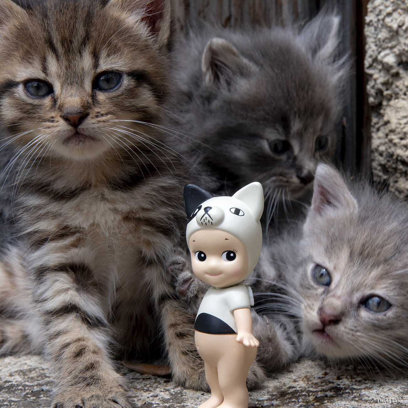 Stray Cats Square copie