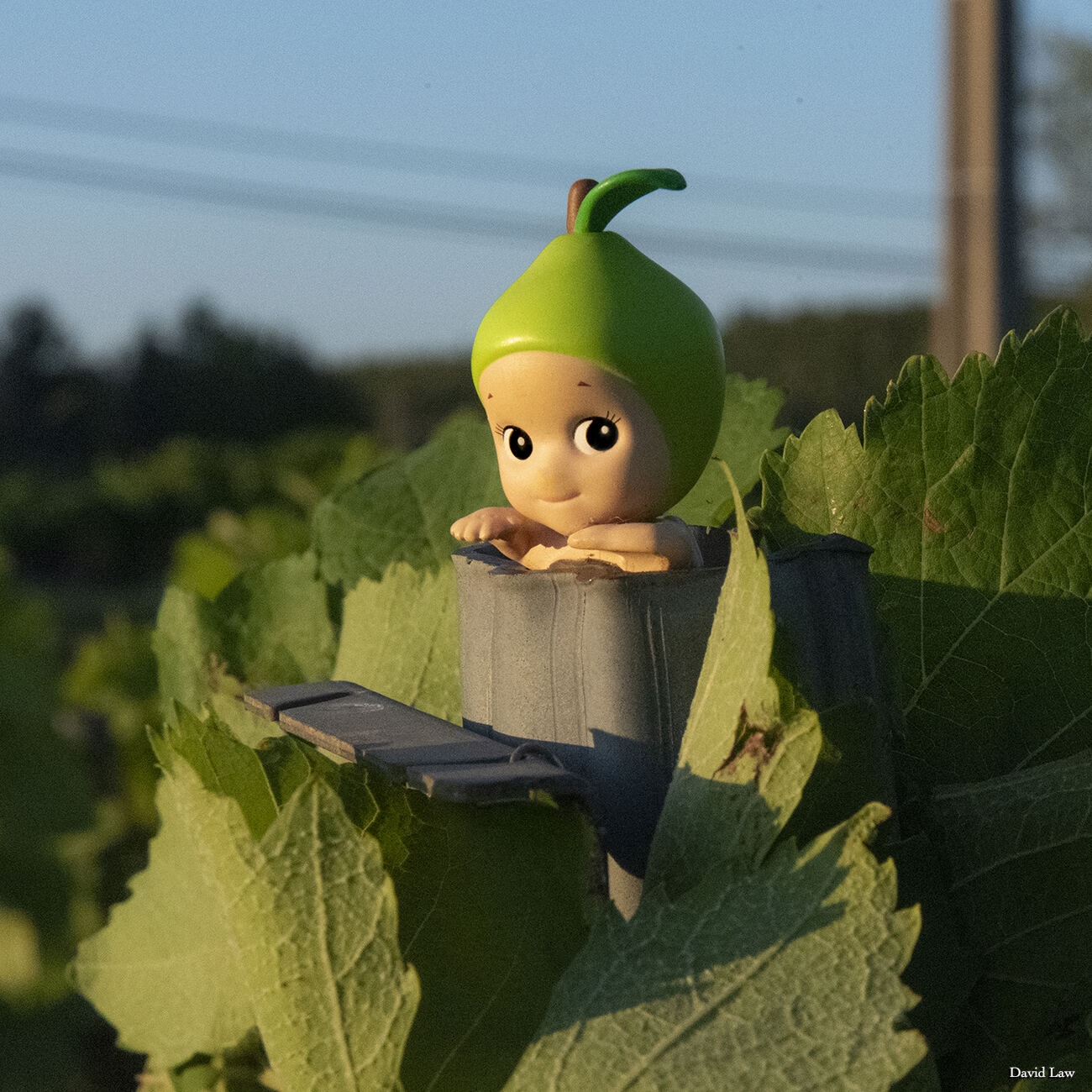 Vineyards copie