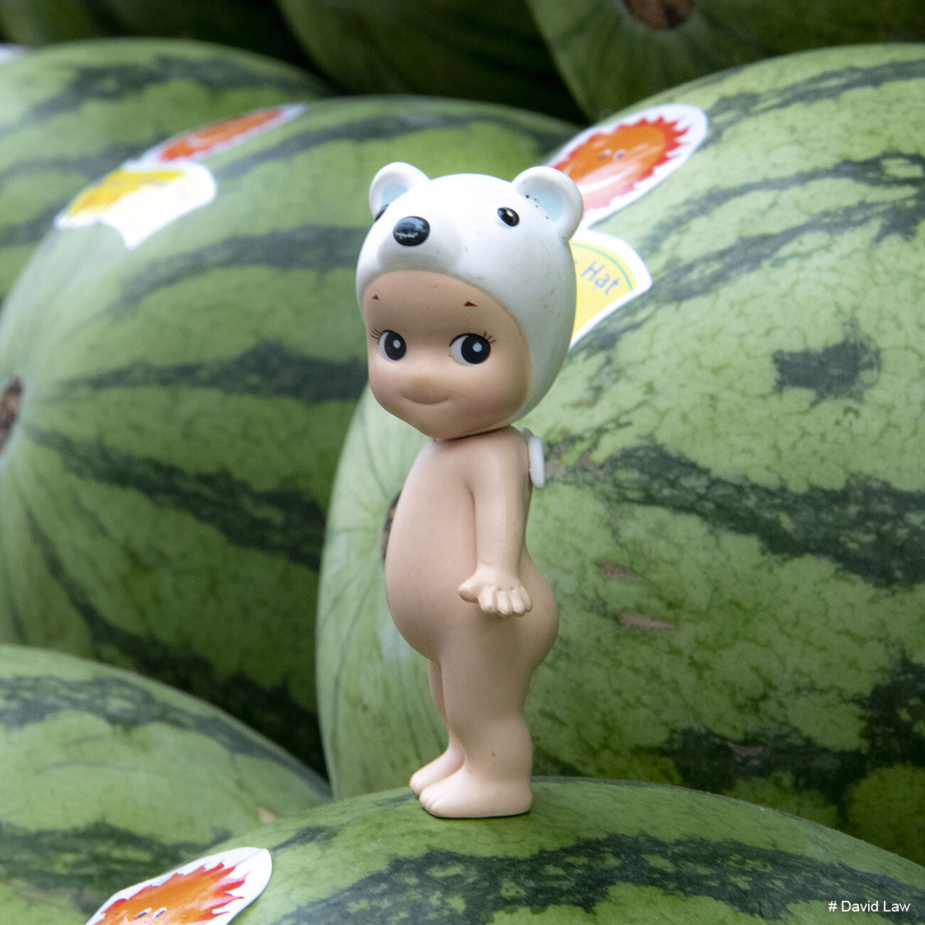 Watermelons Square copie